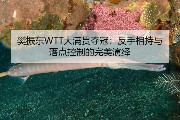 樊振东WTT大满贯夺冠：反手相持与落点控制的完美演绎